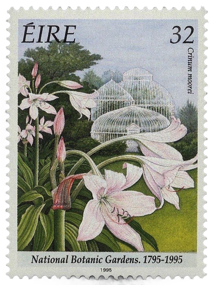 Fairy
